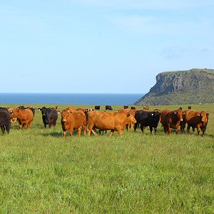 Cattle grazing in front of The Nut, Stanley
