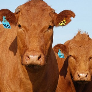 Greenham cattle