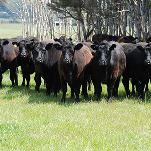 Cape Grim Cattle