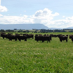 Scenic view of cattle