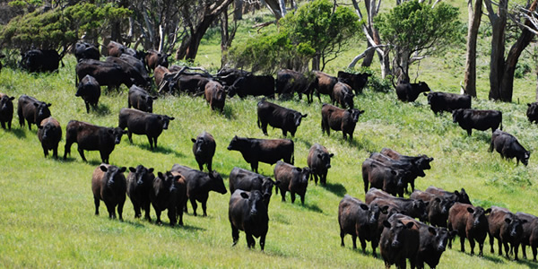 Cape Grim beef cattle grazing Cape Grim beef cattle grazing
