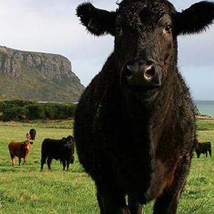 Cattle at Smithton, The Nut