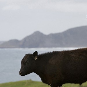 Guy Wigg - Cape Grim Beef Farmer
