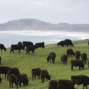 Cattle grazing and overlooking Mt Cameron