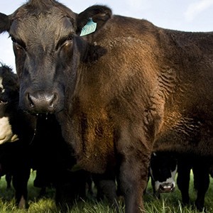 Cape Grim Cattle