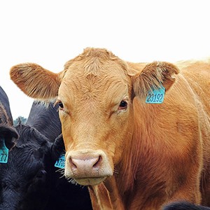 Cattle grazing in Stanley