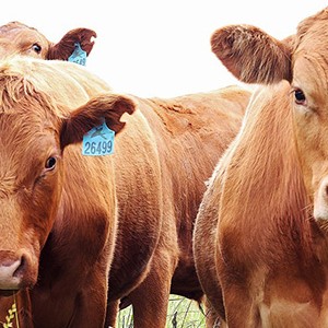 Cattle in Stanley