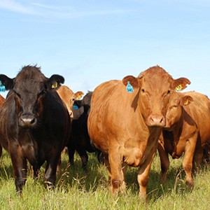 Cattle in Stanley